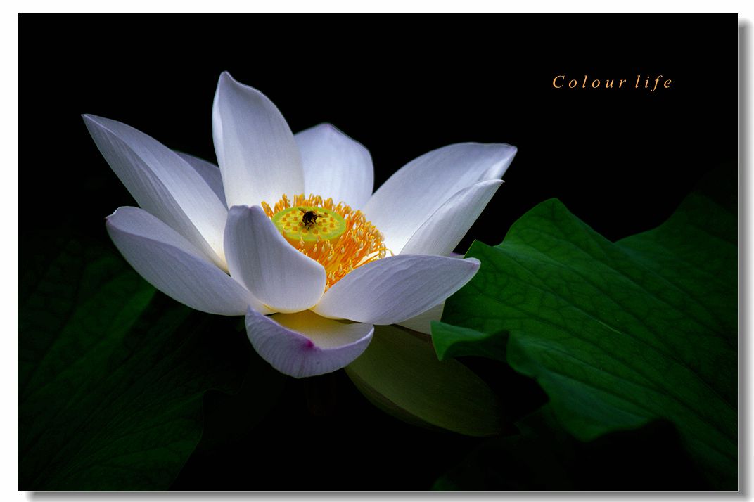 百忙之中拍【荷花】