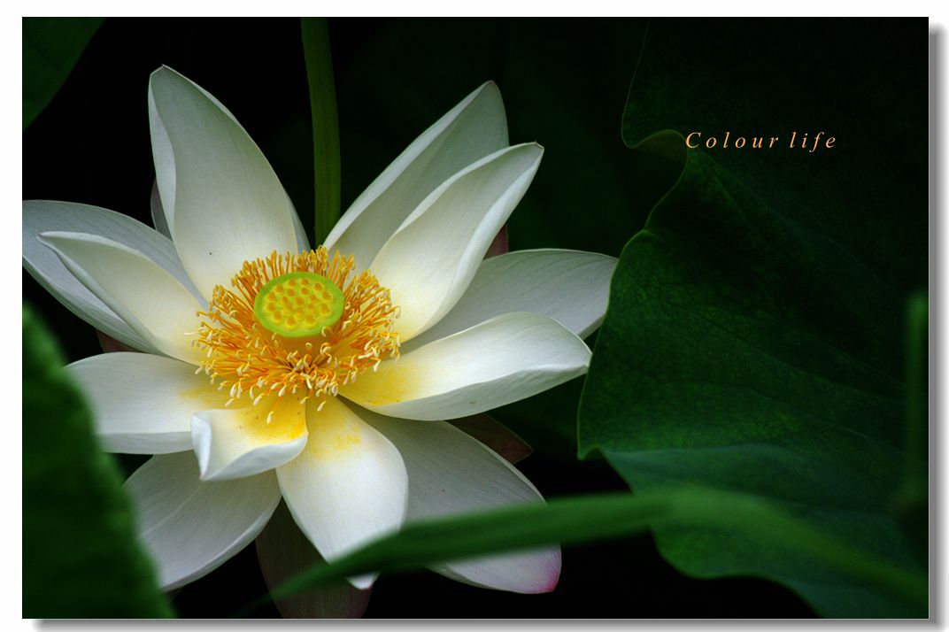 百忙之中拍【荷花】