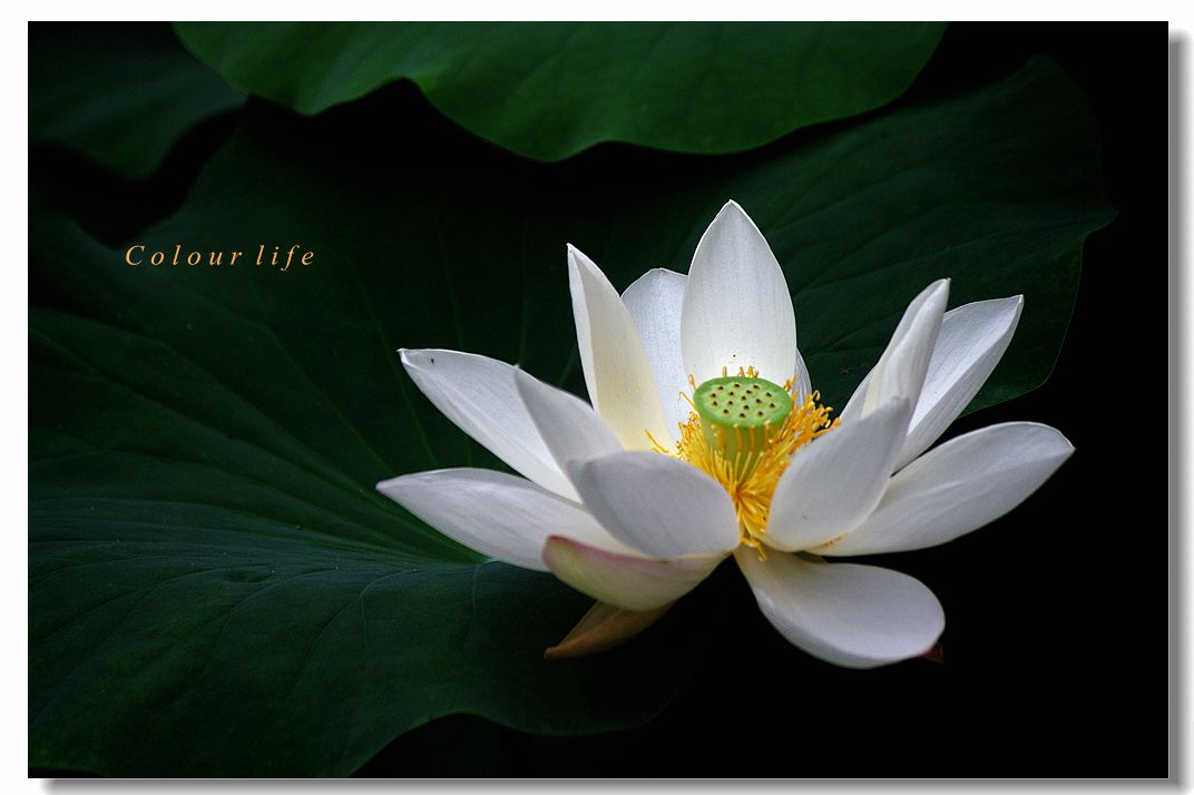 百忙之中拍【荷花】