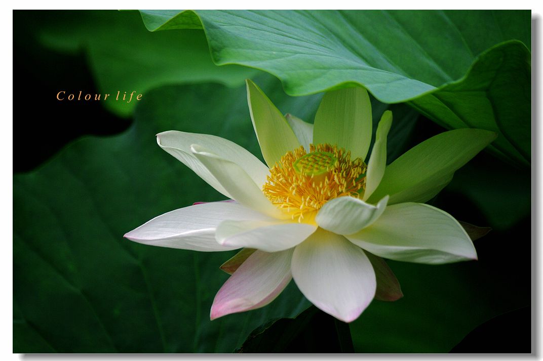 百忙之中拍【荷花】