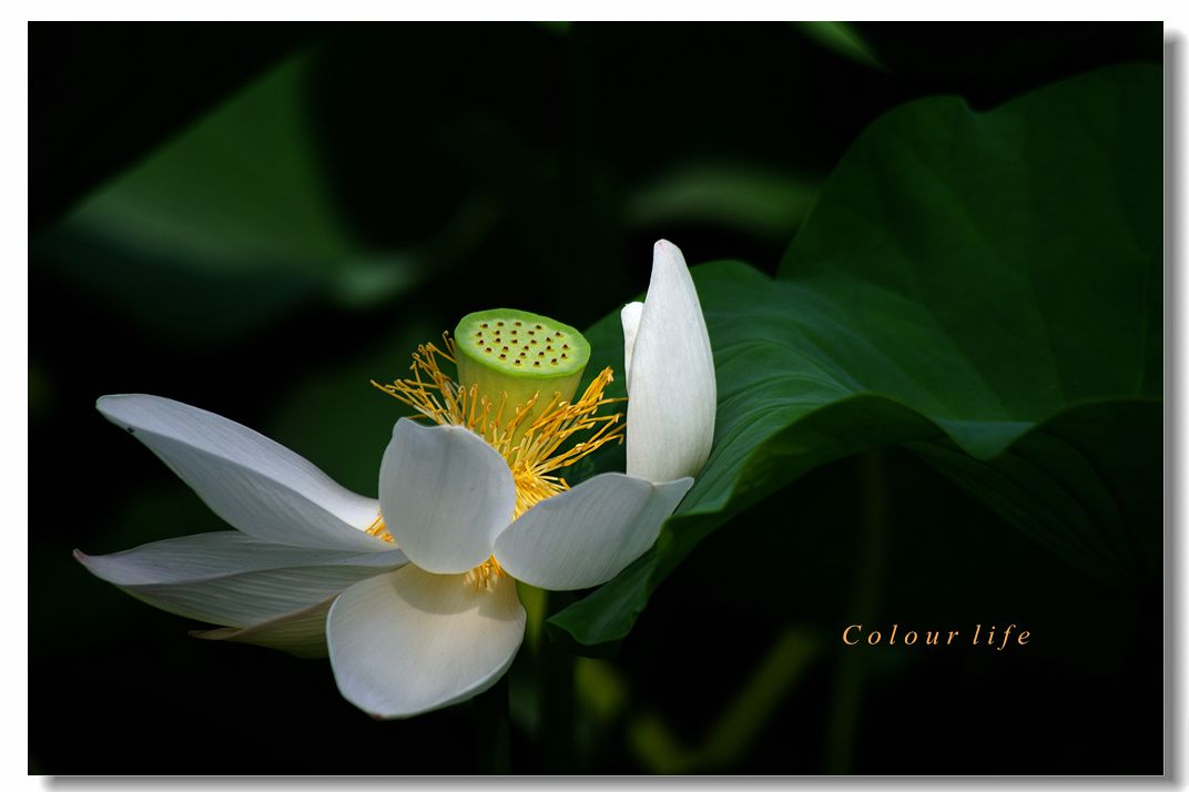 百忙之中拍【荷花】