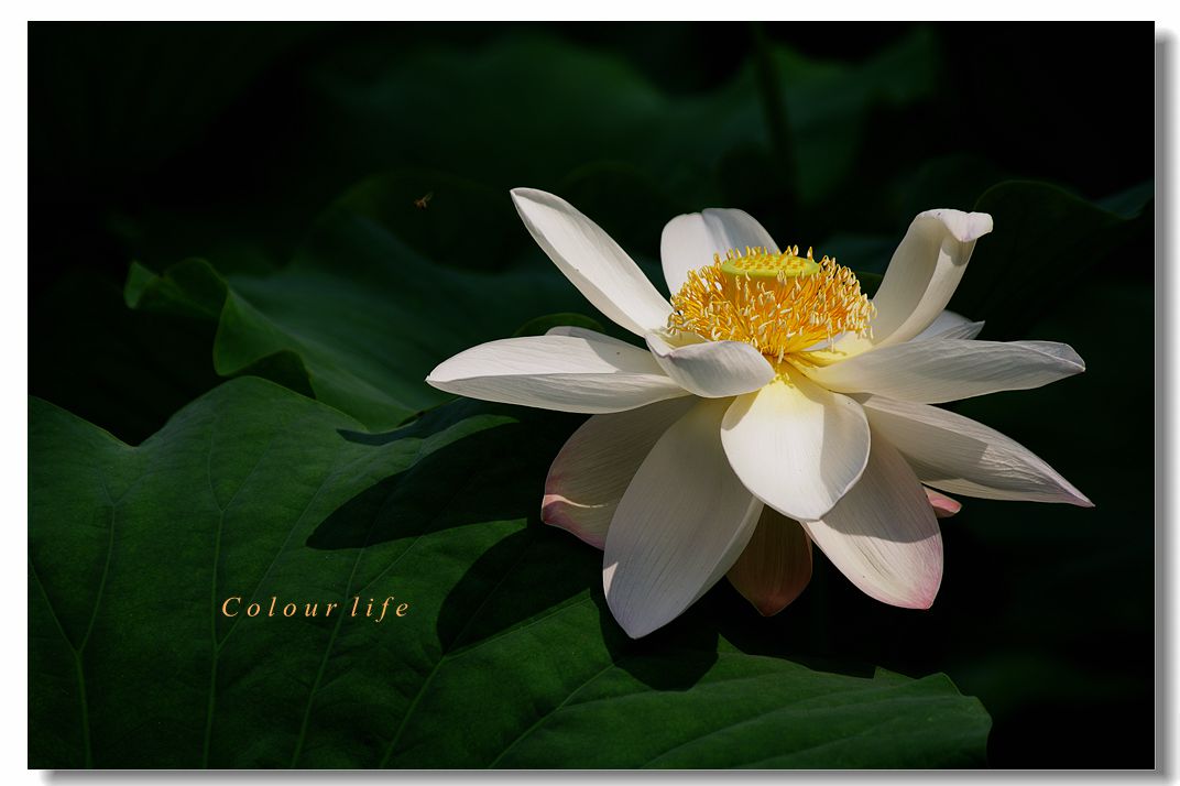 百忙之中拍【荷花】