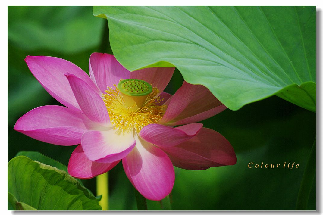 百忙之中拍【荷花】