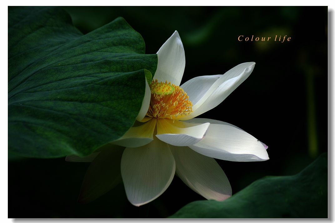 百忙之中拍【荷花】