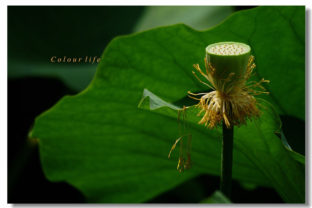 百忙之中拍【荷花】