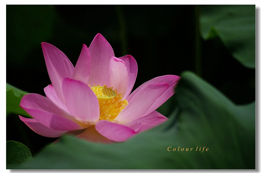 百忙之中拍【荷花】