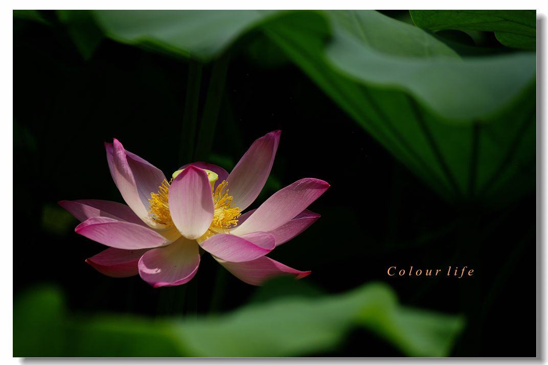 百忙之中拍【荷花】