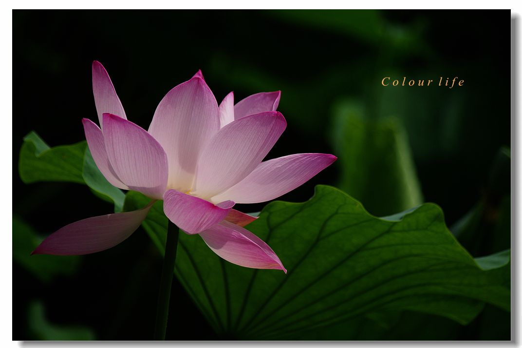 百忙之中拍【荷花】