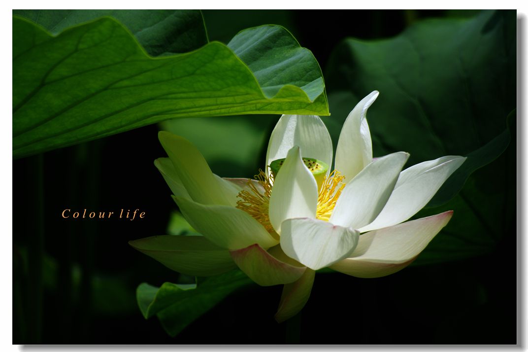 百忙之中拍【荷花】