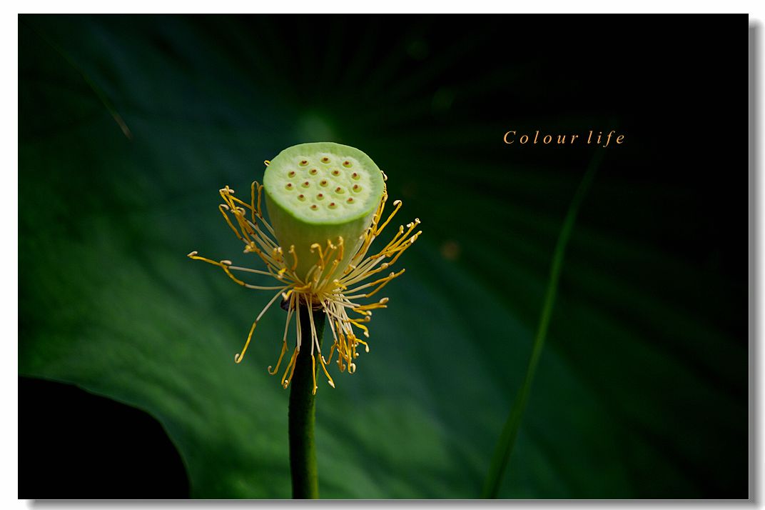 百忙之中拍【荷花】