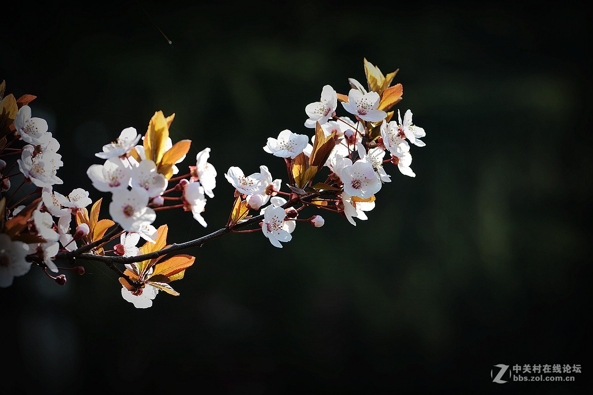春花叶影送祝福