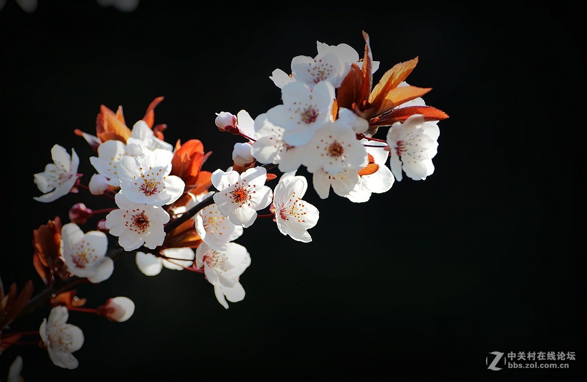 春花叶影送祝福