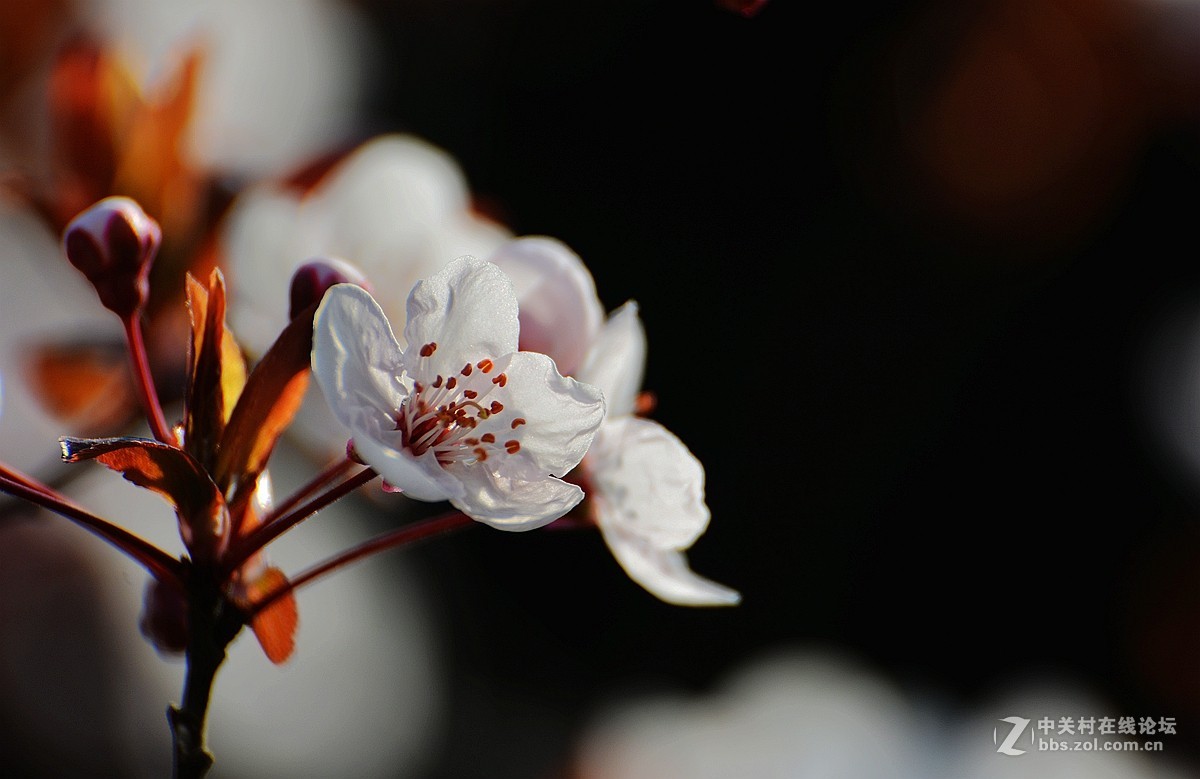春花叶影送祝福