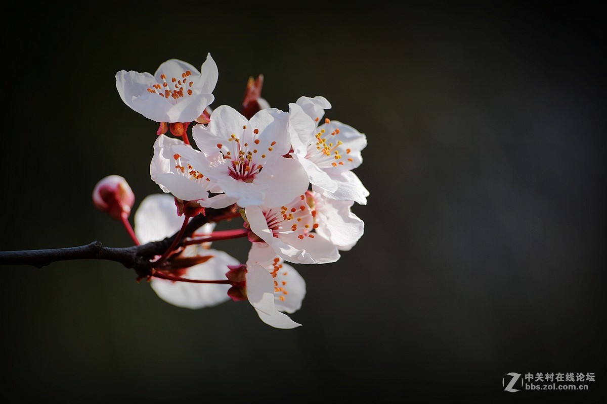 春花叶影送祝福