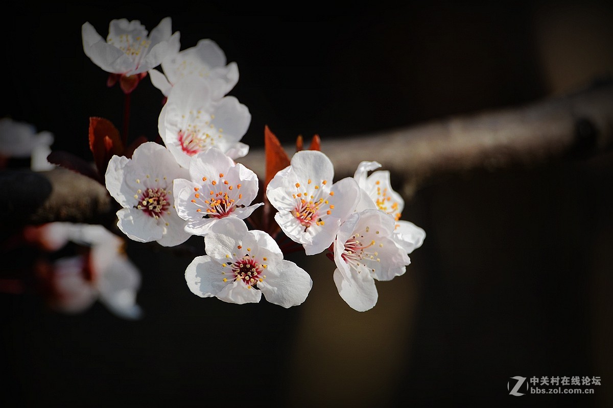 春花叶影送祝福