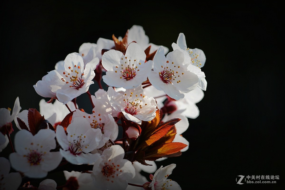 春花叶影送祝福