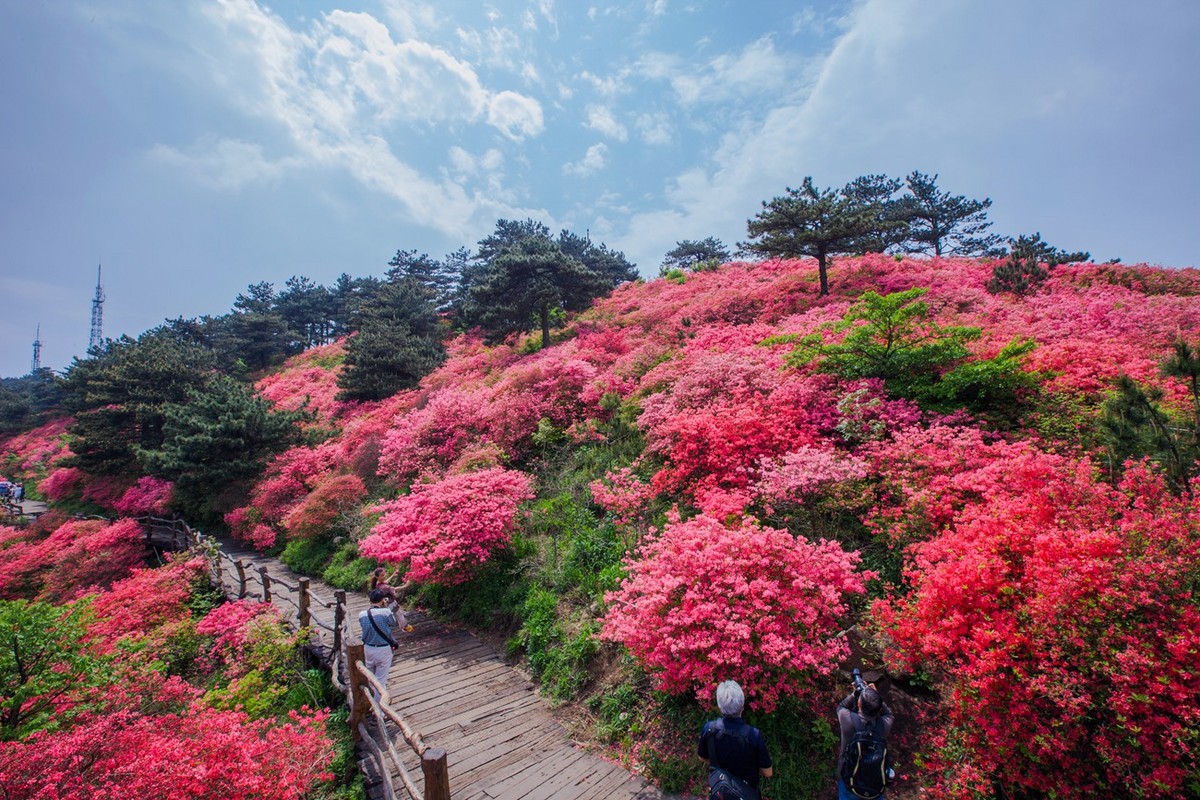 杜鹃花开映山红湖北麻城龟峰山