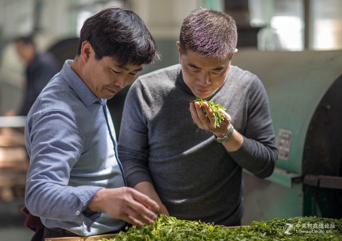 【如影人文】制茶工