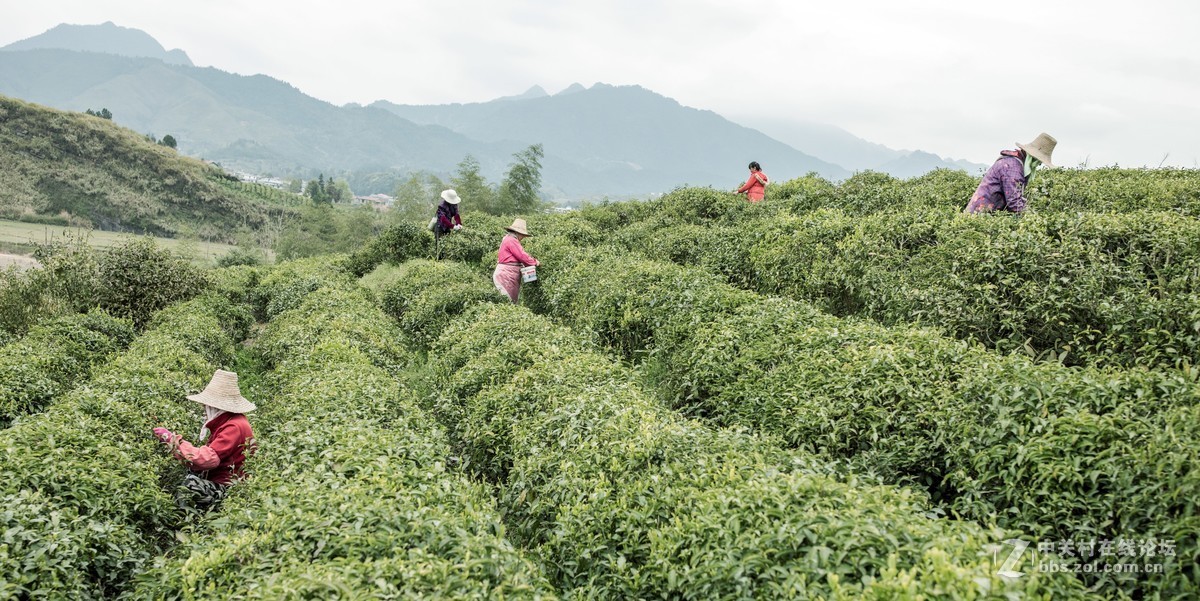 【如影人文】制茶工