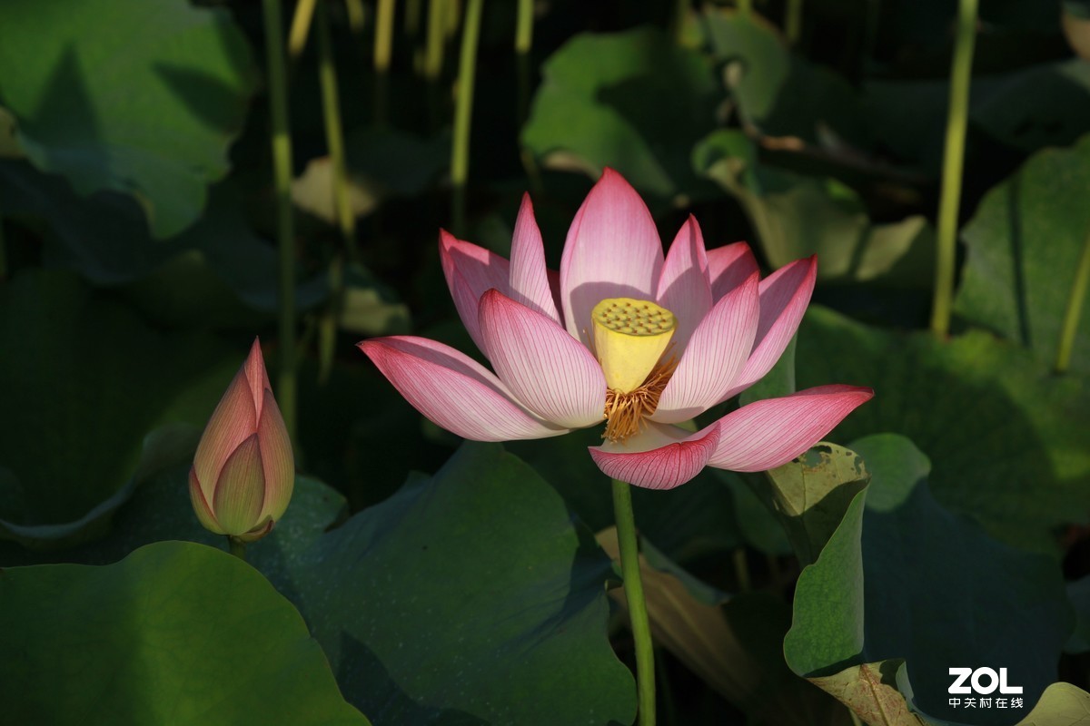 荷花