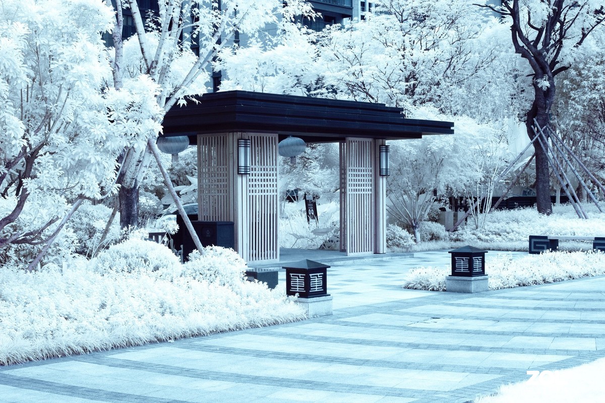 红外世界里的夏日景色