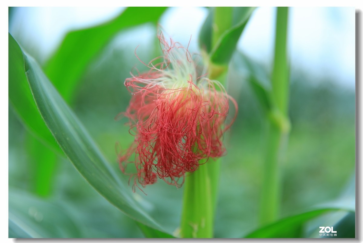 很久没逛星空(中国)了，加点人气