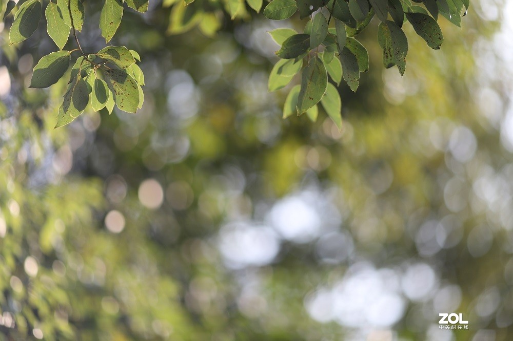 篮球场 EF135/2随拍