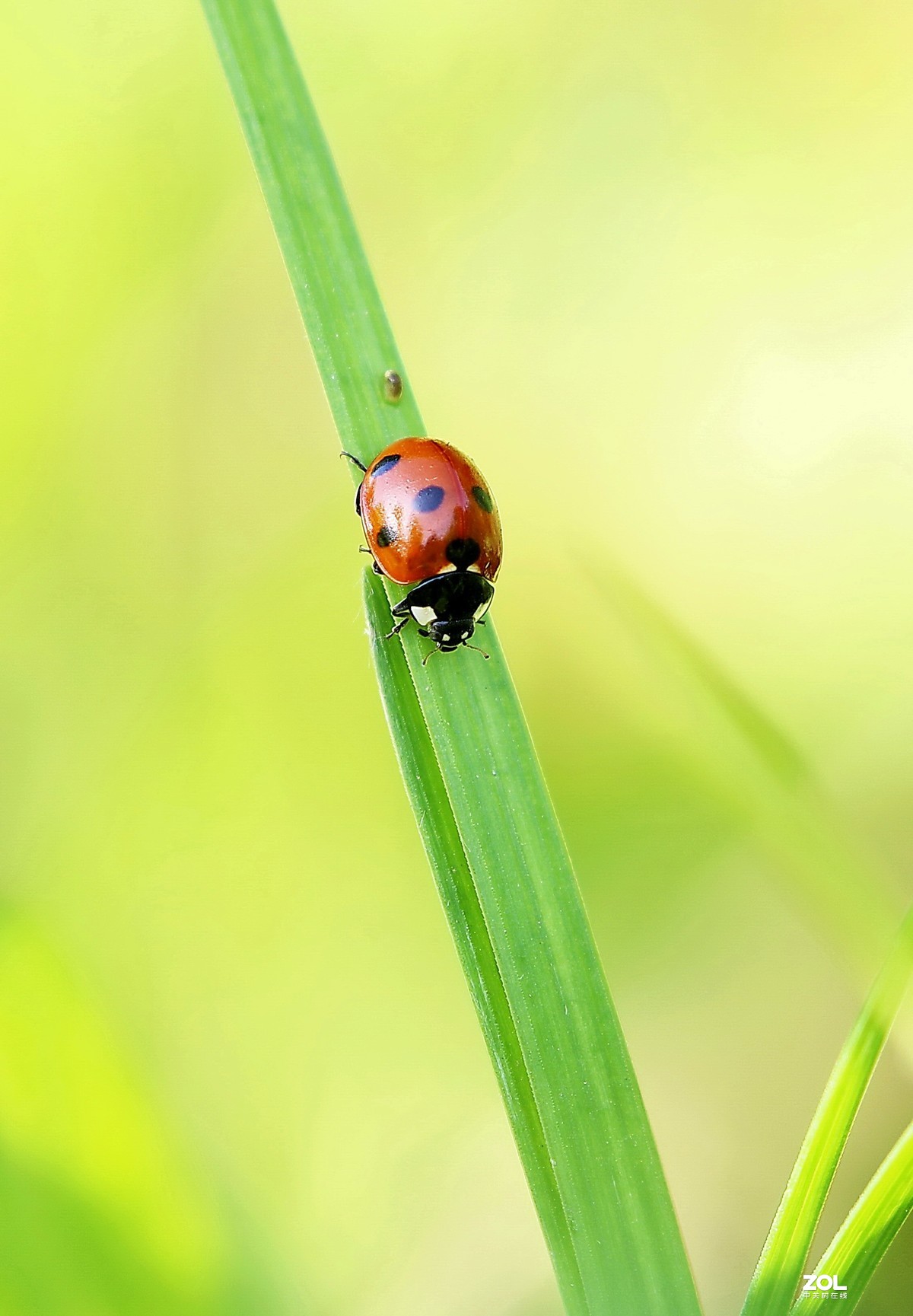 瓢虫20.2-中关村在线摄影论坛