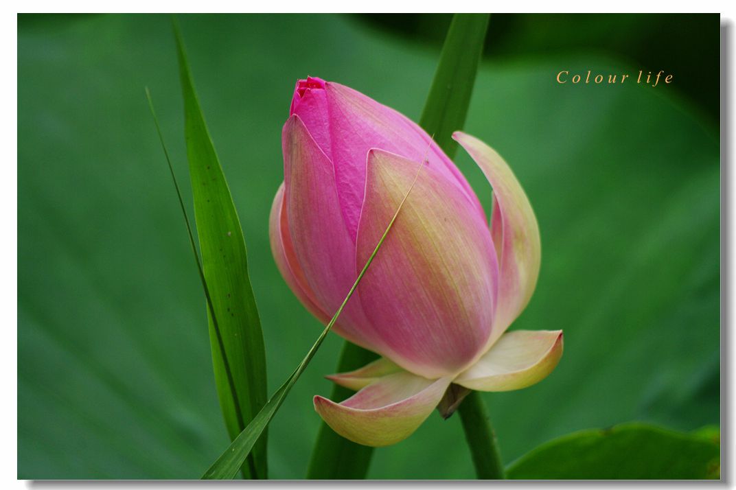 百忙之中拍【荷花】