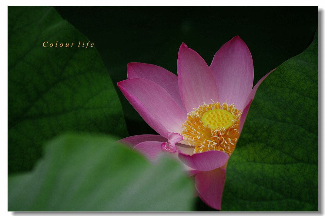 百忙之中拍【荷花】