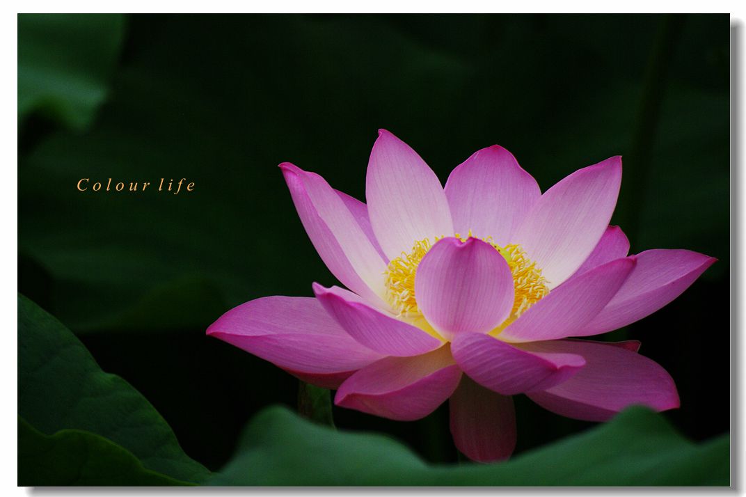 百忙之中拍【荷花】