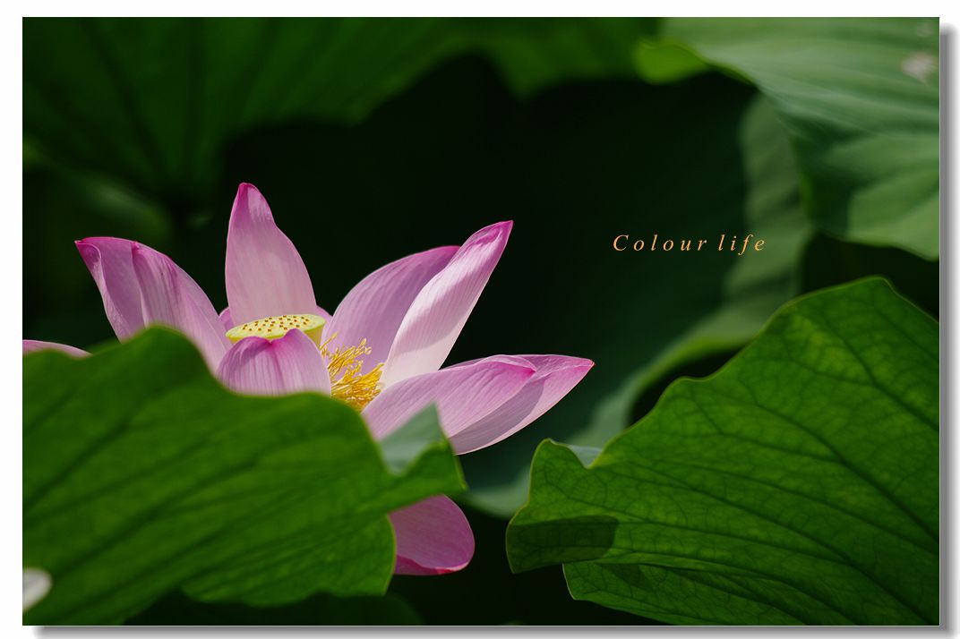 百忙之中拍【荷花】