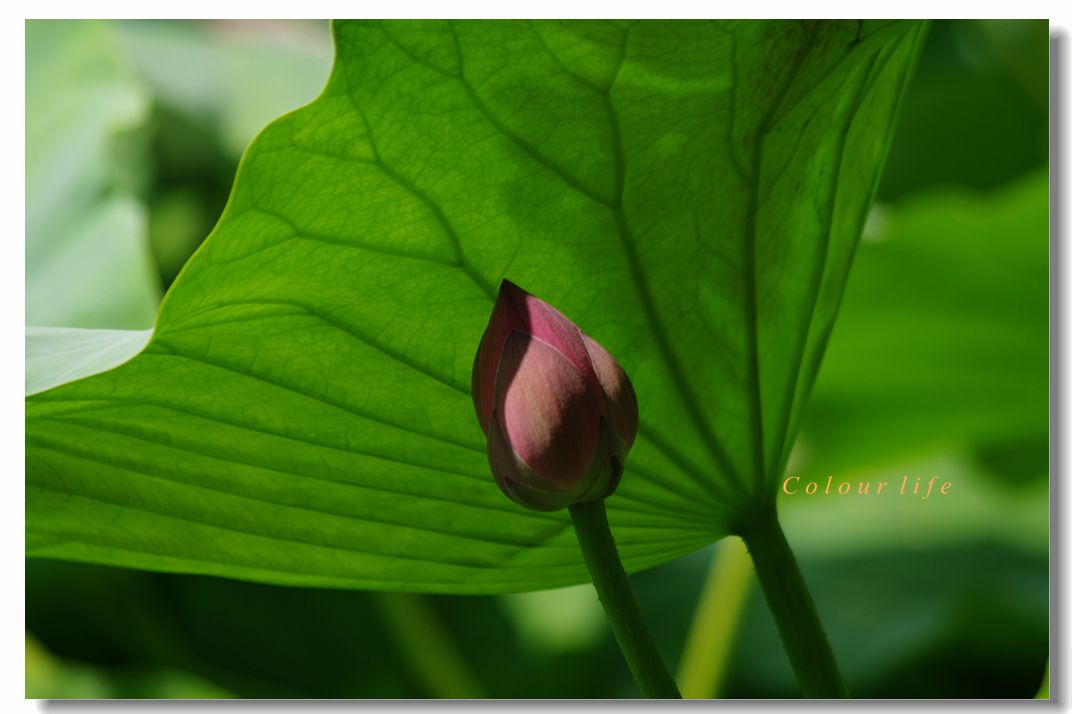 百忙之中拍【荷花】