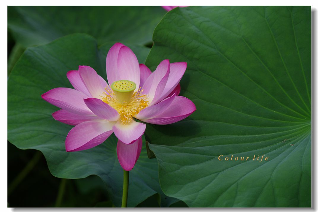 百忙之中拍【荷花】