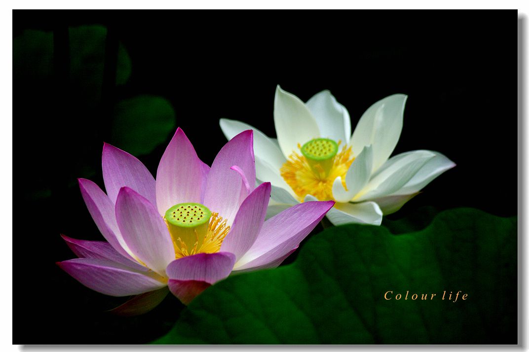 百忙之中拍【荷花】