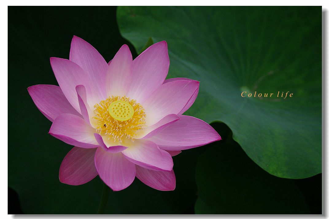 百忙之中拍【荷花】