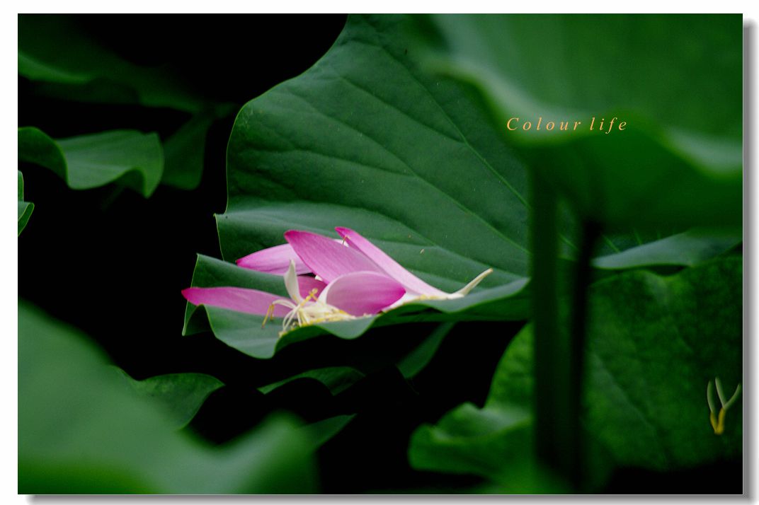 百忙之中拍【荷花】