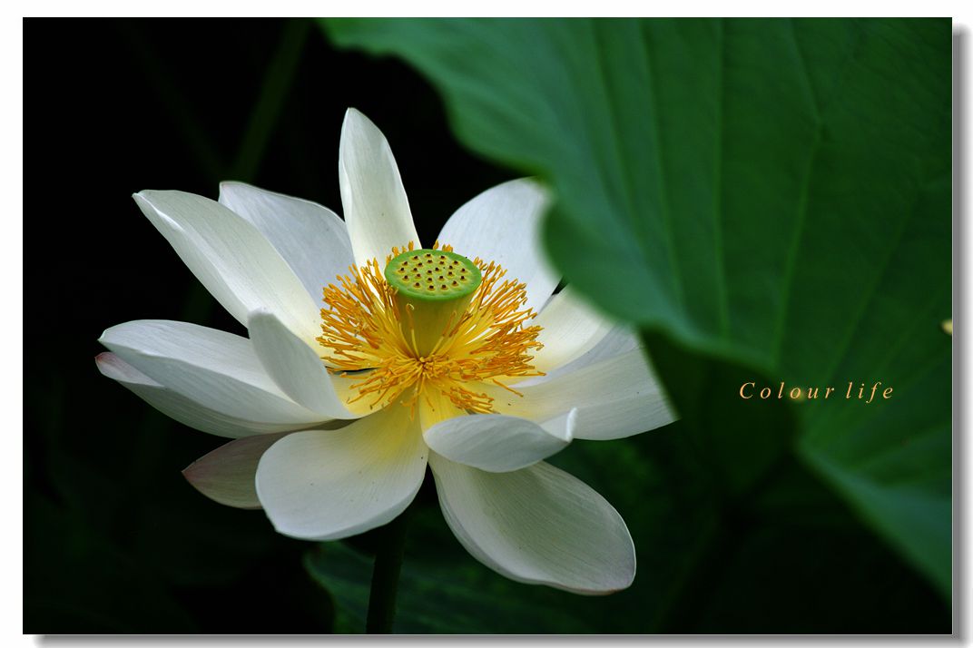 百忙之中拍【荷花】