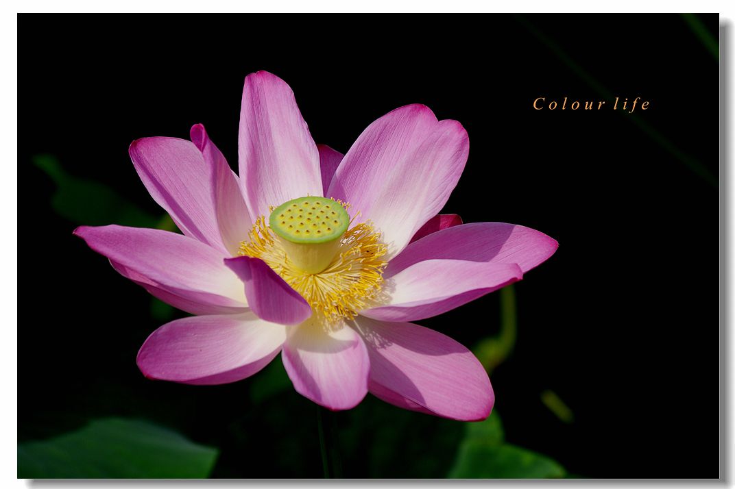 百忙之中拍【荷花】