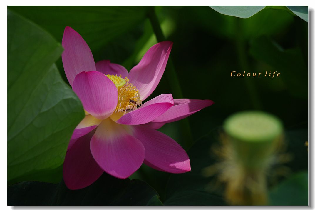 百忙之中拍【荷花】