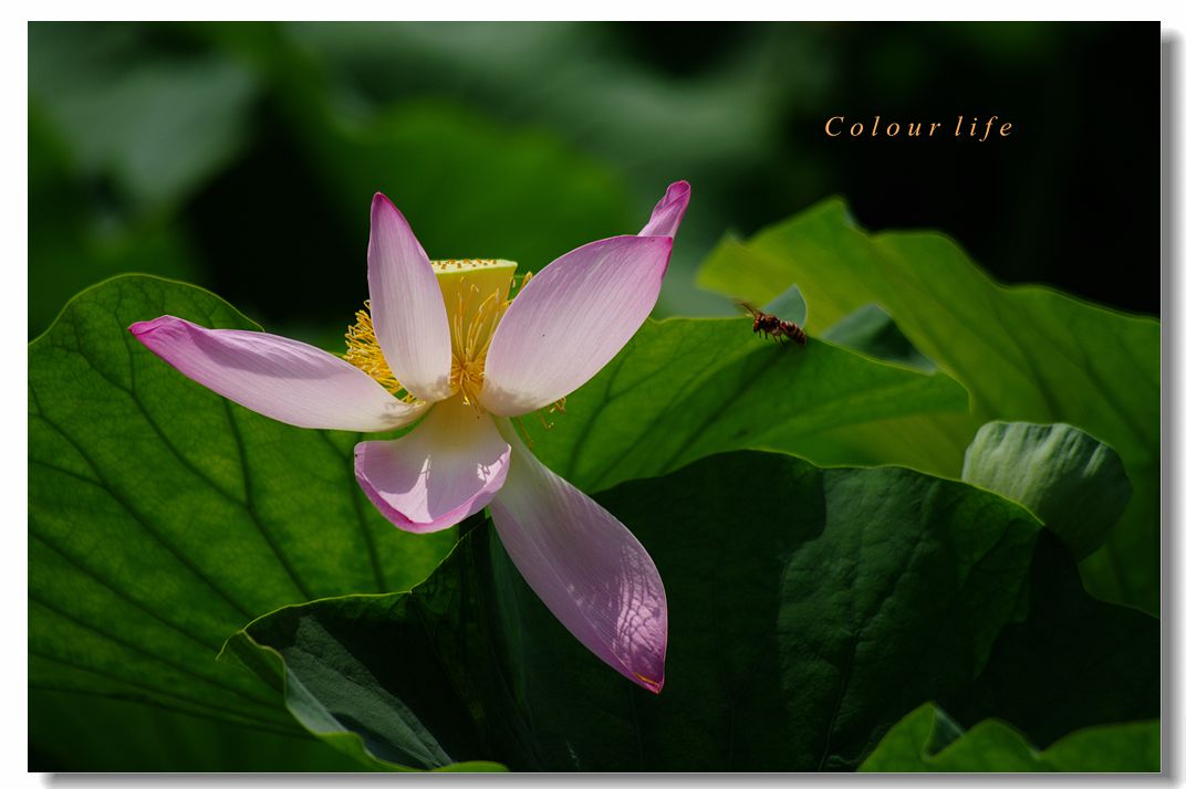 百忙之中拍【荷花】