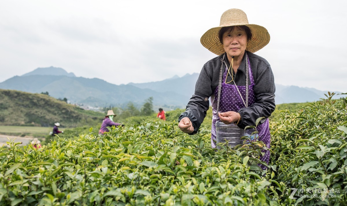 【如影人文】制茶工