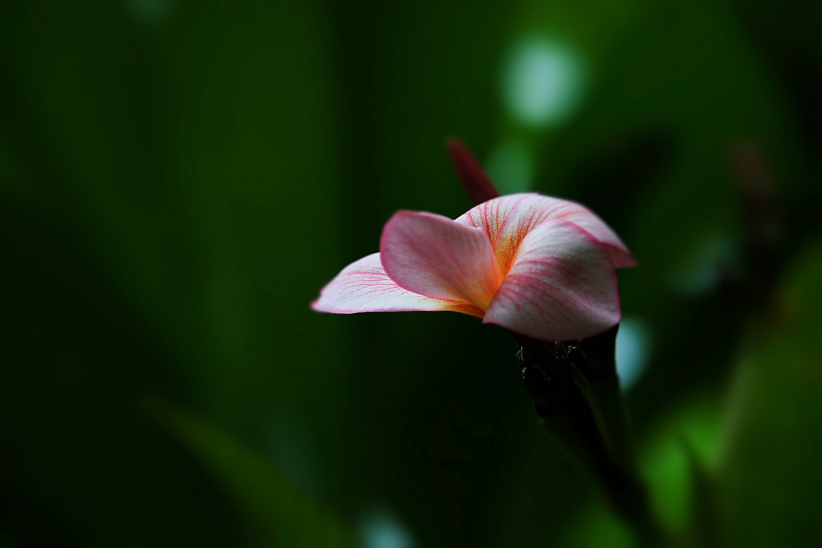 花姿绰约