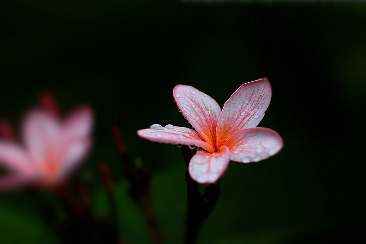 花姿绰约