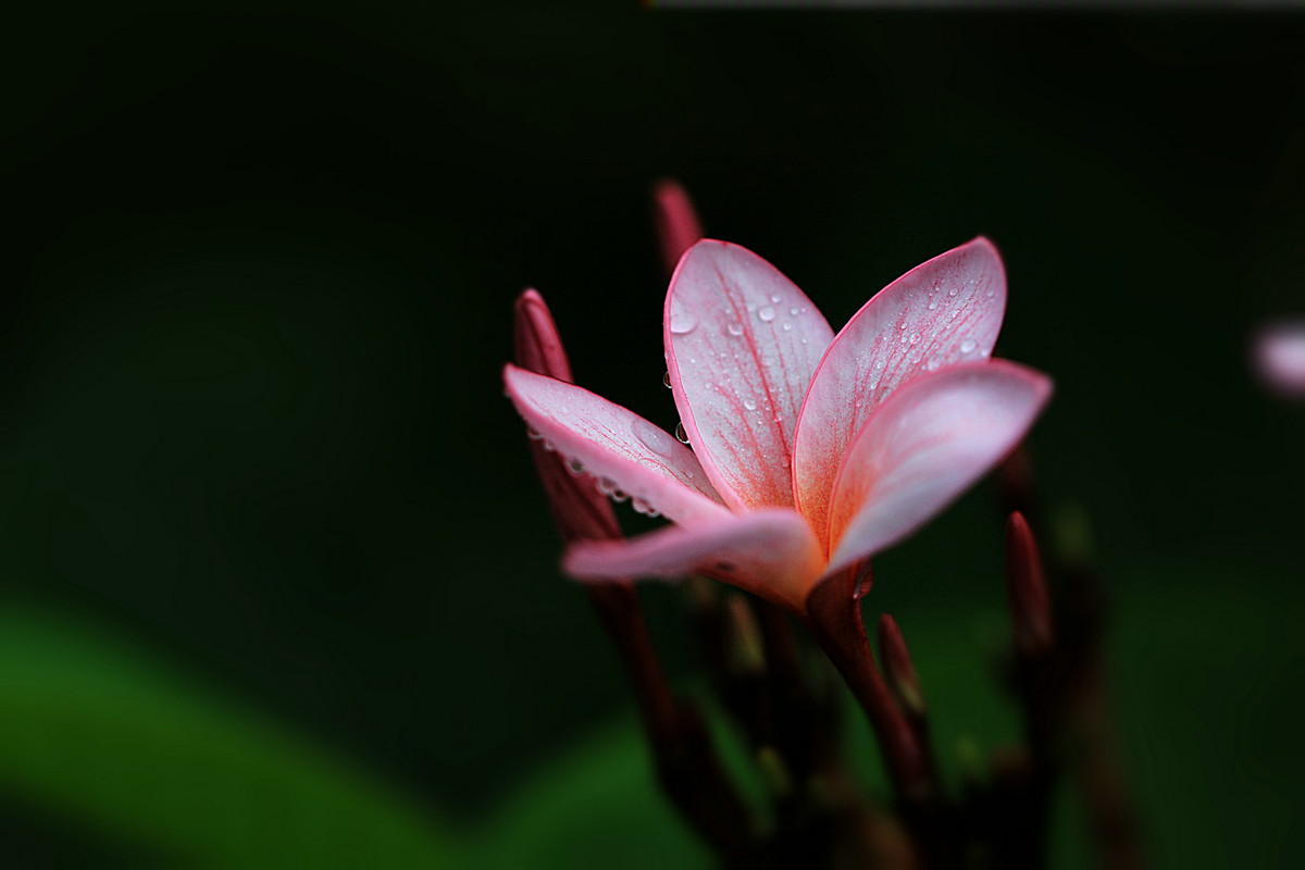 花姿绰约