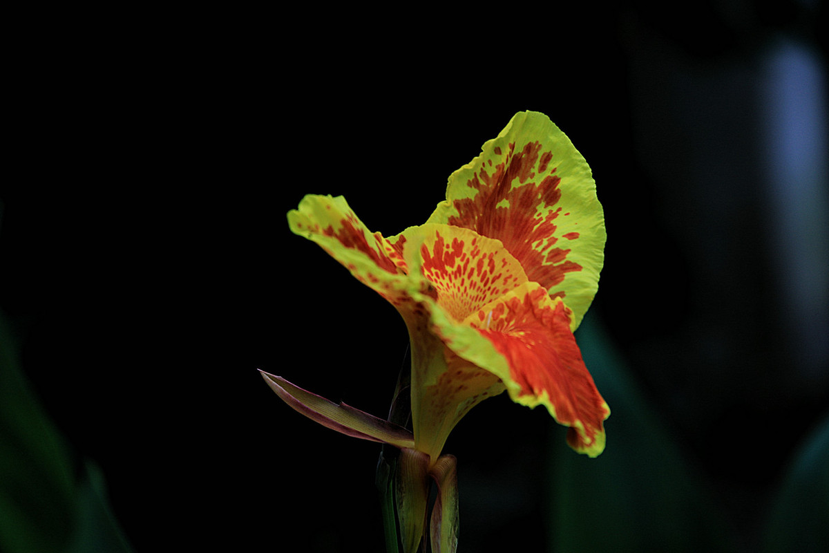 花姿绰约