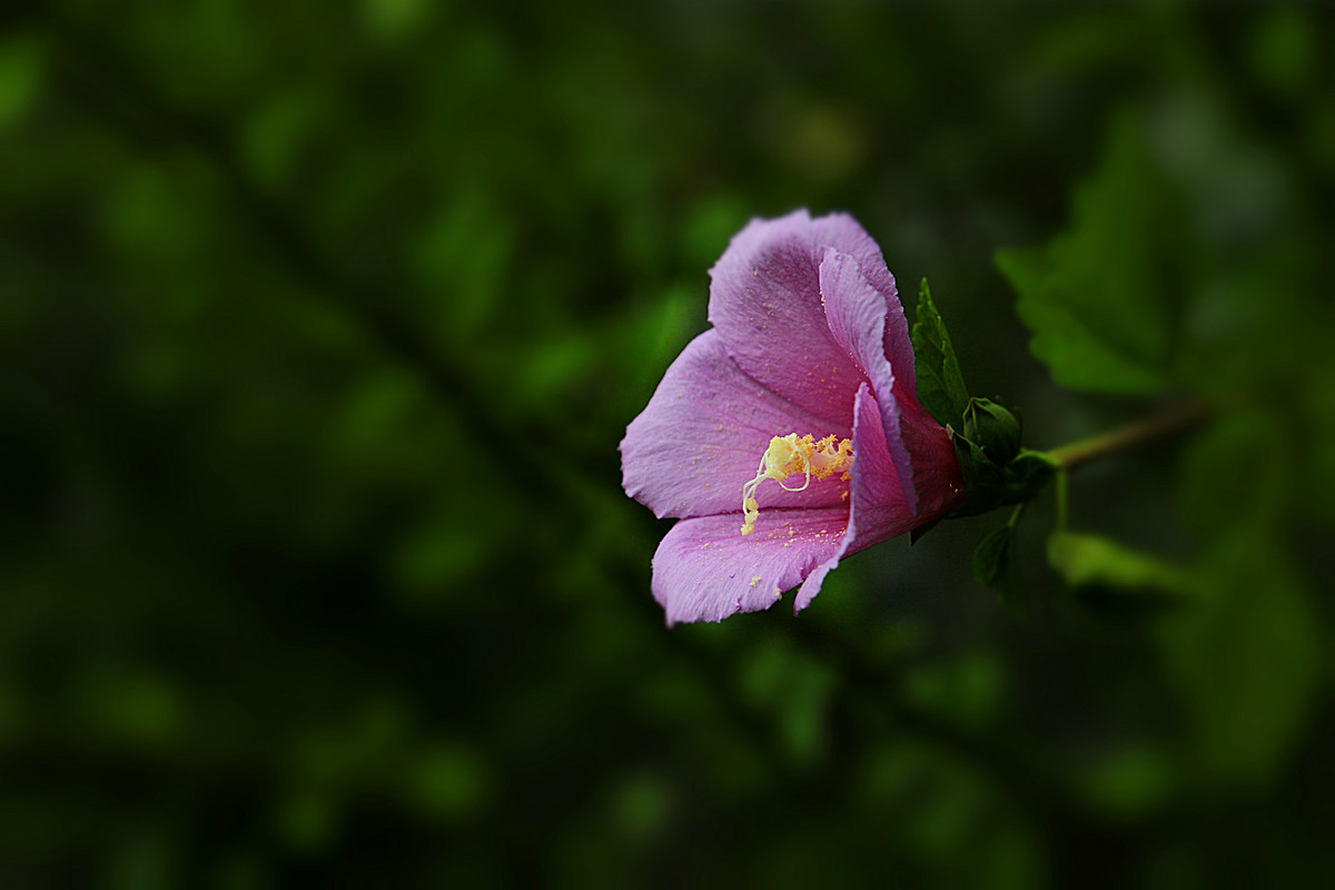 花姿绰约