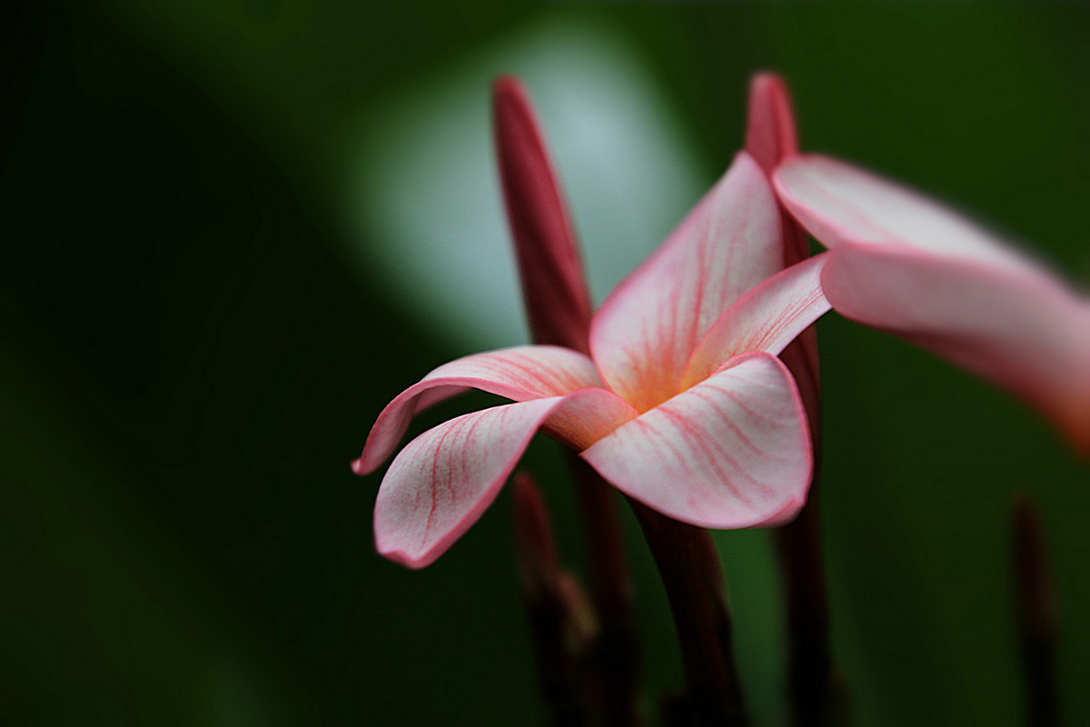 花姿绰约