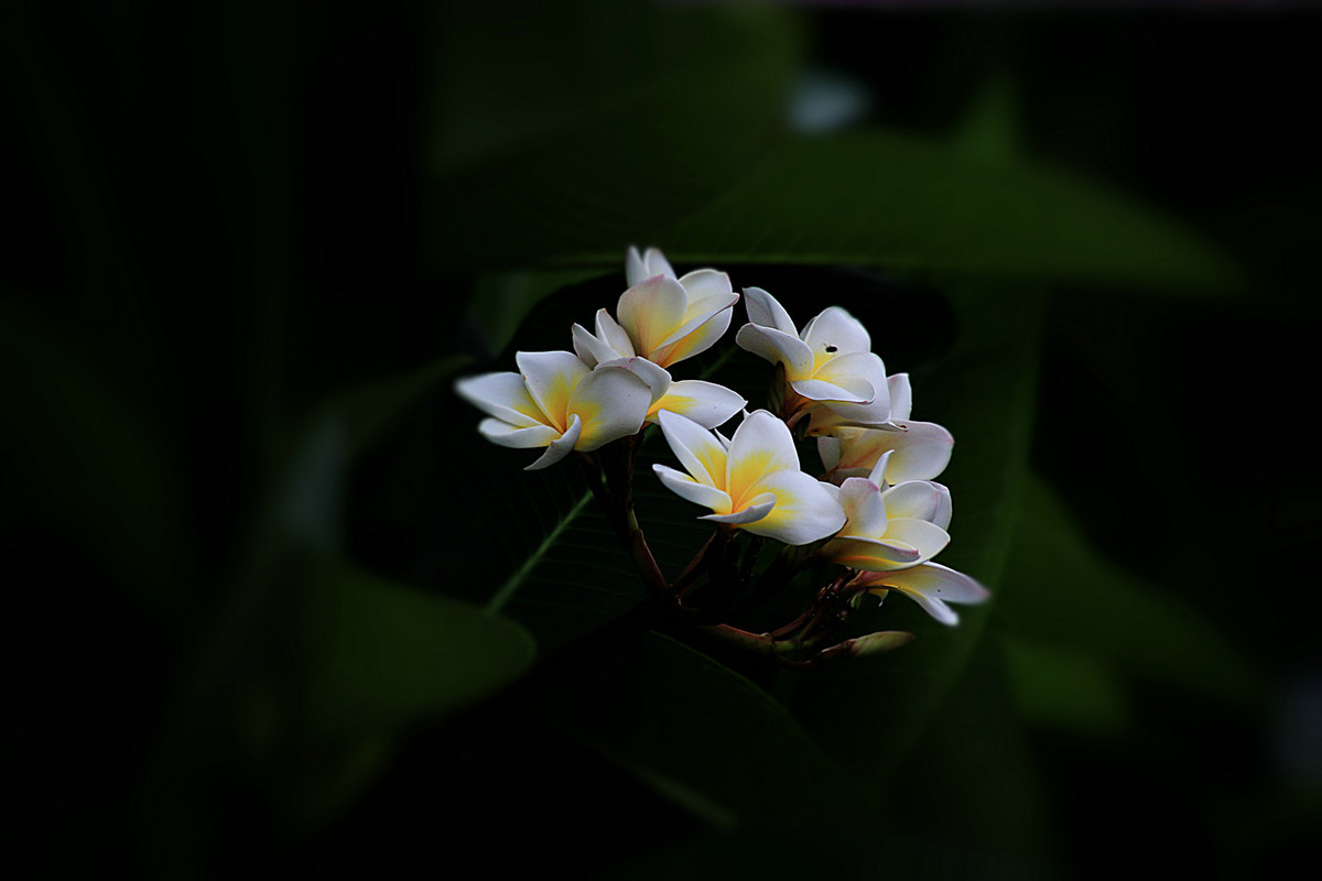 花姿绰约