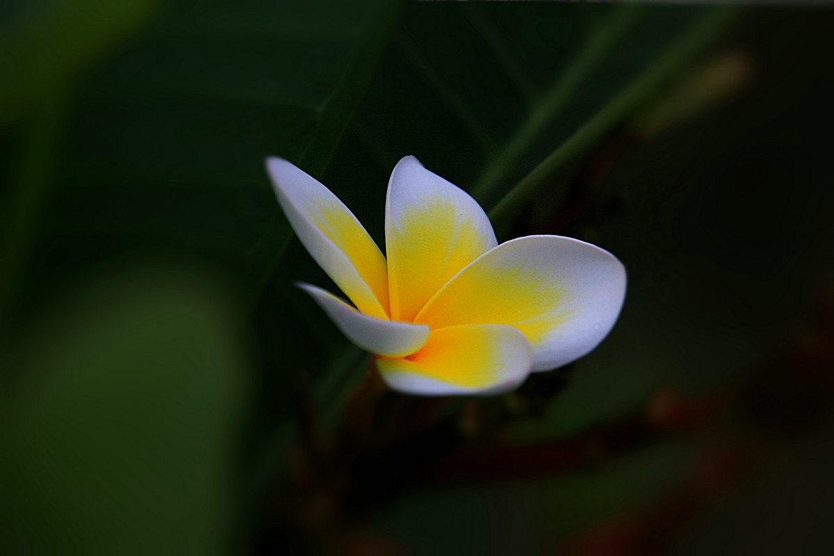 花姿绰约